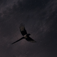 Magpie flying through a dark night sky